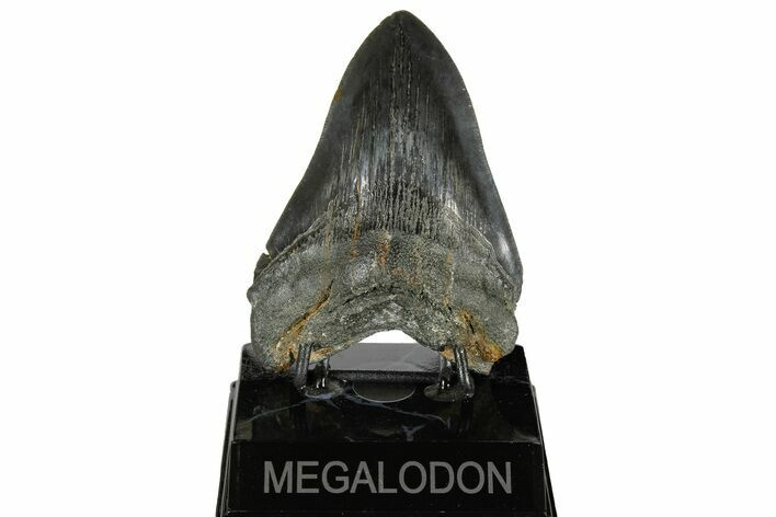 Fossil Megalodon Tooth - Aurora, North Carolina #179744